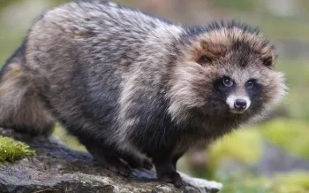 Raccoon-dog looking into camera with nature backdrop